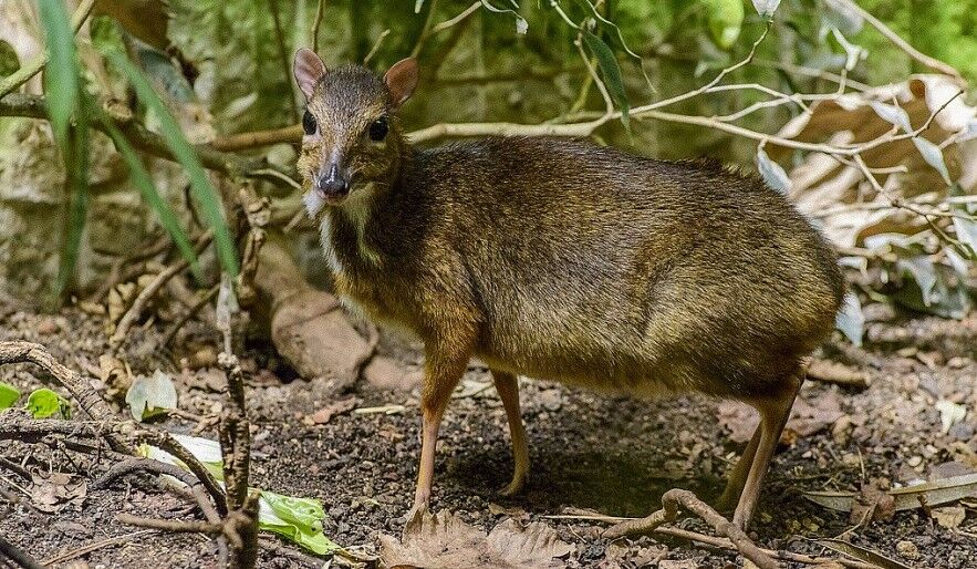 Phu Quoc Mouse Deer - Bond over Vietnam’s diverse wildlife